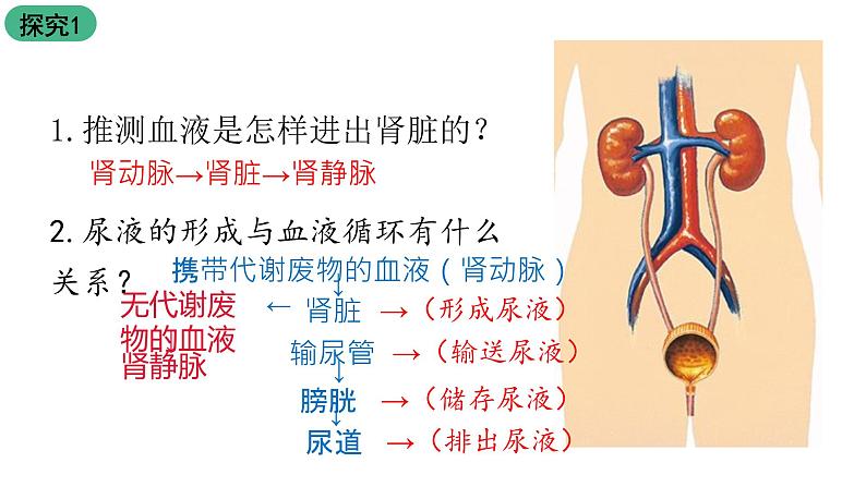 苏科版八上生物 15.2《人体内废物的排出》课件08