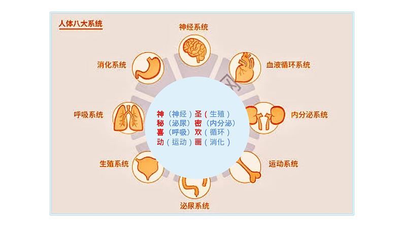 苏科版八上生物 15.1《人体内物质的运输》课件02