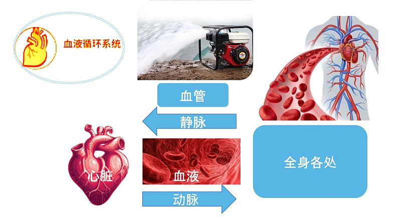 苏科版八上生物 15.1《人体内物质的运输》课件03