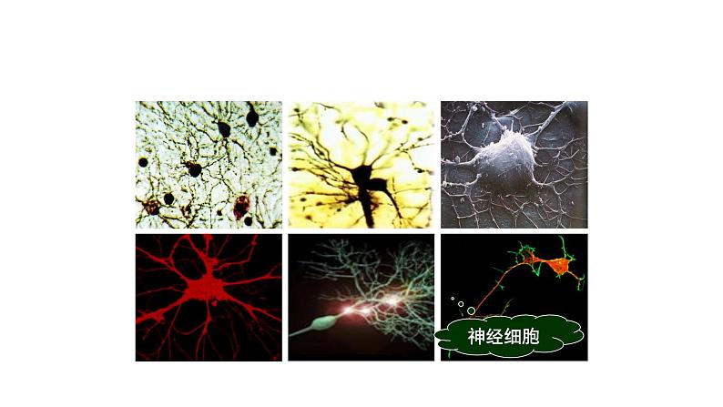 苏科版八上生物 16.1《人体的神经调节》课件03