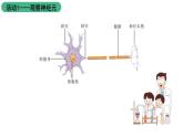 苏科版八上生物 16.1《人体的神经调节》课件