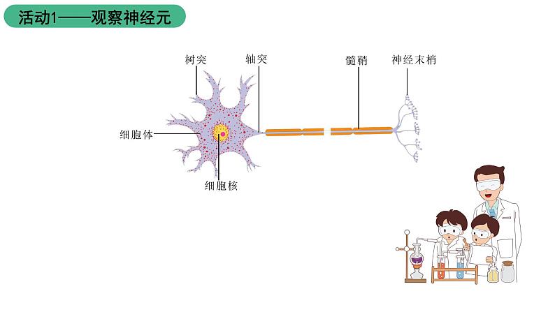 苏科版八上生物 16.1《人体的神经调节》课件04