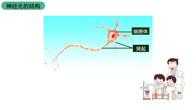 苏科版八上生物 16.1《人体的神经调节》课件05