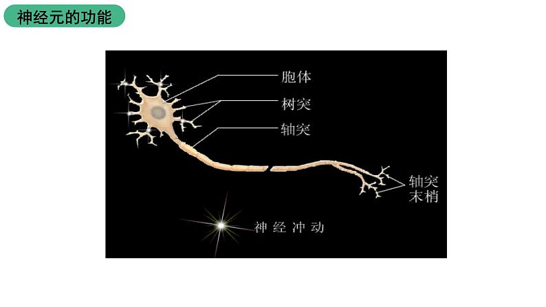 苏科版八上生物 16.1《人体的神经调节》课件06