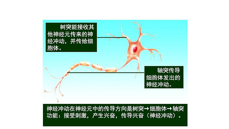 苏科版八上生物 16.1《人体的神经调节》课件07