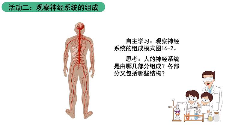 苏科版八上生物 16.1《人体的神经调节》课件08