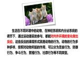 苏科版八上生物 17.2《动物的行为》课件