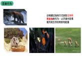 苏科版八上生物 17.2《动物的行为》课件