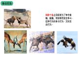 苏科版八上生物 17.2《动物的行为》课件