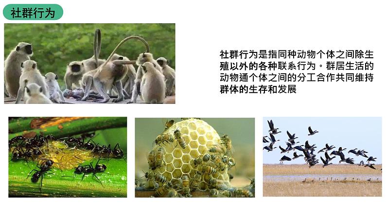 苏科版八上生物 17.2《动物的行为》课件08