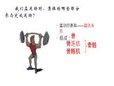 苏科版八上生物 17.1 《人体的运动》（一）课件