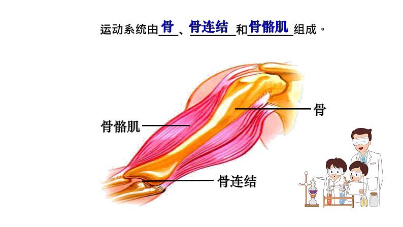 苏科版八上生物 17.1 《人体的运动》（一）课件03