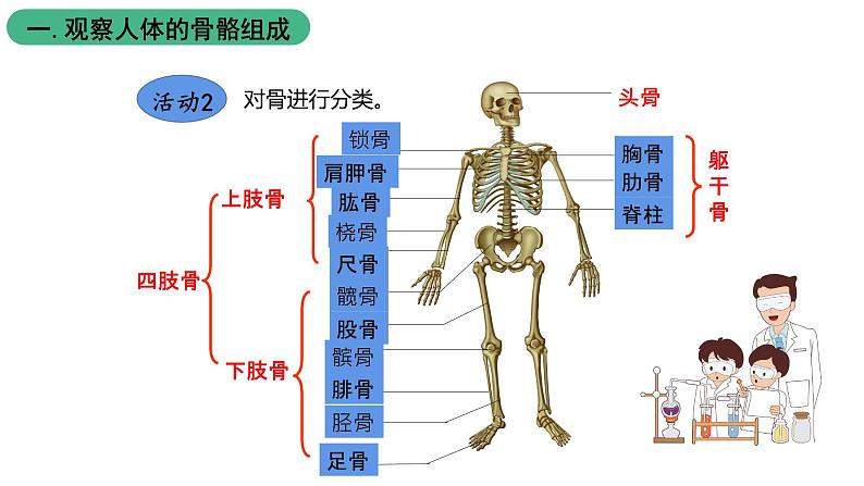 苏科版八上生物 17.1 《人体的运动》（一）课件07