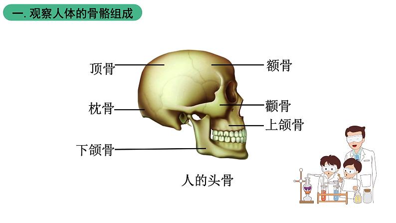 苏科版八上生物 17.1 《人体的运动》（一）课件08