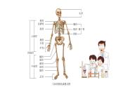 苏科版八上生物 17.1 《人体的运动》（二）课件