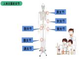 苏科版八上生物 17.1 《人体的运动》（二）课件