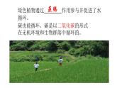 苏科版八上生物 18.2《绿色植物与生物圈中的碳-氧平衡》课件