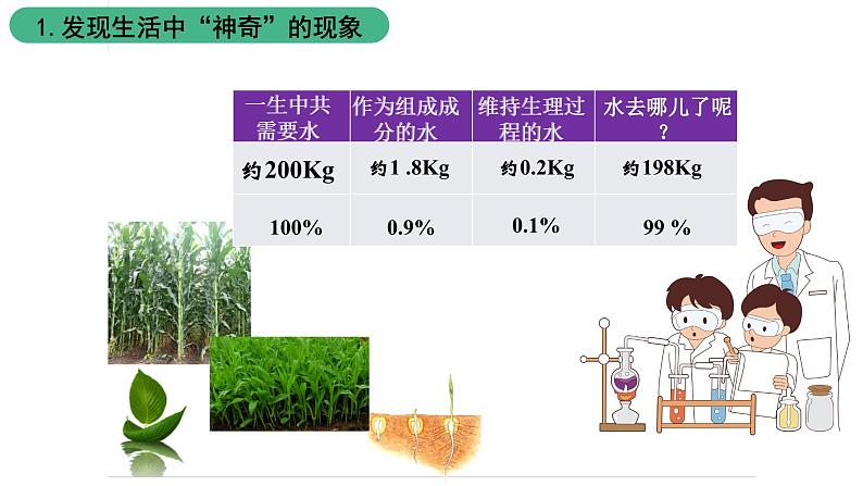 苏科版八上生物 18.1《绿色植物与生物圈中的水循环》课件03