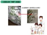 苏科版八上生物 18.1《绿色植物与生物圈中的水循环》课件