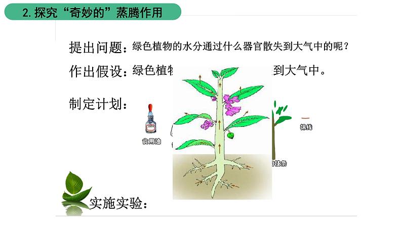 苏科版八上生物 18.1《绿色植物与生物圈中的水循环》课件05