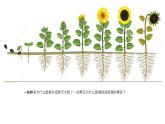 苏科版八上生物 19.1《植物的生殖》 课件