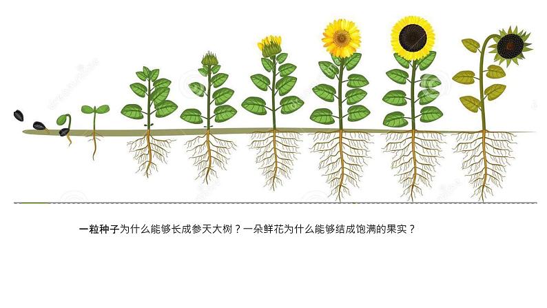 苏科版八上生物 19.1《植物的生殖》 课件02