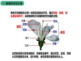 苏科版八上生物 19.1《植物的生殖》 课件