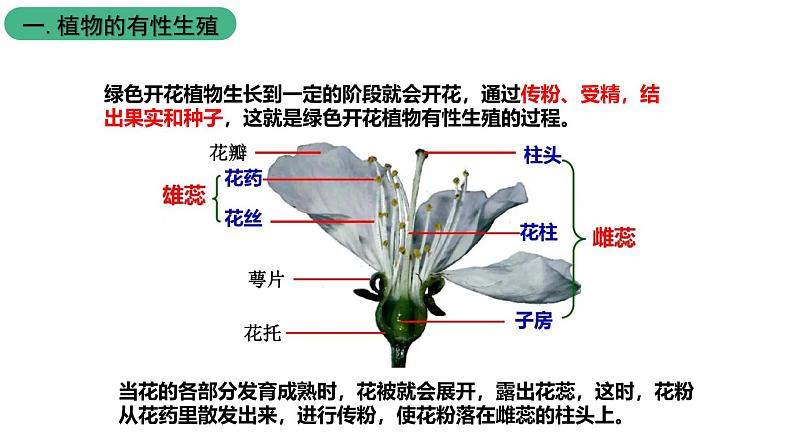 苏科版八上生物 19.1《植物的生殖》 课件03