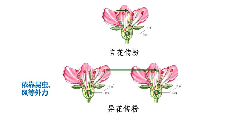 苏科版八上生物 19.1《植物的生殖》 课件04