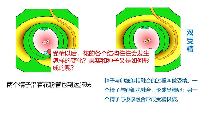 苏科版八上生物 19.1《植物的生殖》 课件06