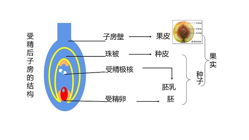 苏科版八上生物 19.1《植物的生殖》 课件07