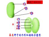 苏科版八上生物 19.2《植物的生长发育》课件