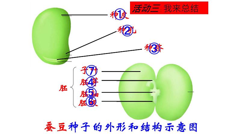 苏科版八上生物 19.2《植物的生长发育》课件03