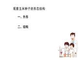 苏科版八上生物 19.2《植物的生长发育》课件