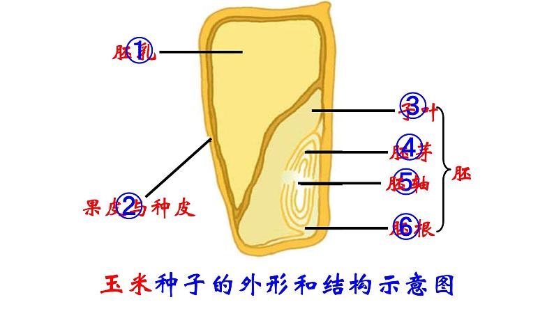 苏科版八上生物 19.2《植物的生长发育》课件07