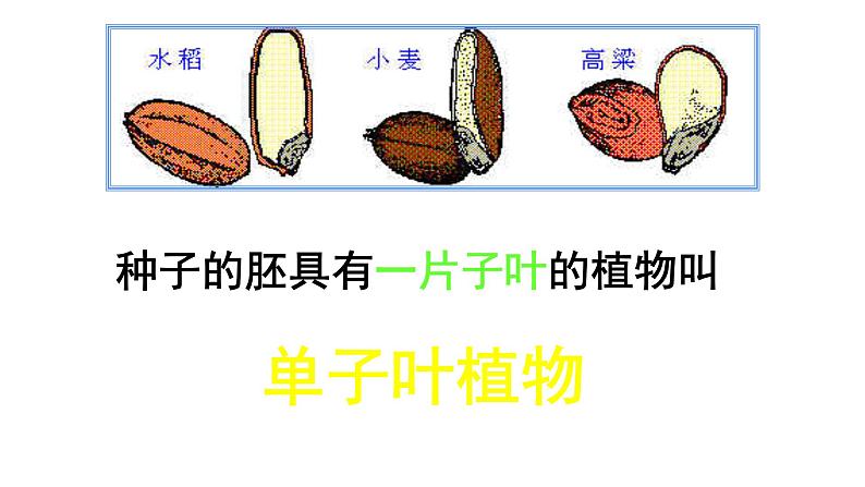 苏科版八上生物 19.2《植物的生长发育》课件08