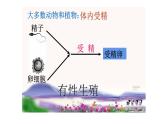 苏科版八上生物 20.1《动物的生殖》课件