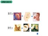 苏科版八上生物 20.1《动物的生殖》课件