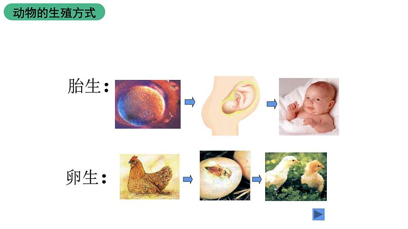 苏科版八上生物 20.1《动物的生殖》课件04