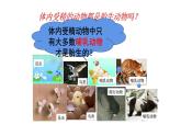 苏科版八上生物 20.1《动物的生殖》课件