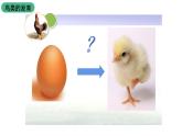苏科版八上生物 20.2《动物的发育》课件