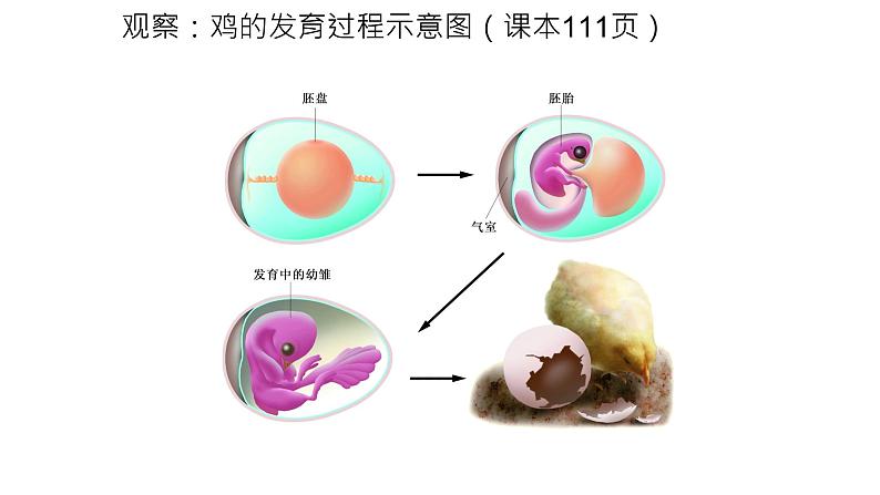 苏科版八上生物 20.2《动物的发育》课件05