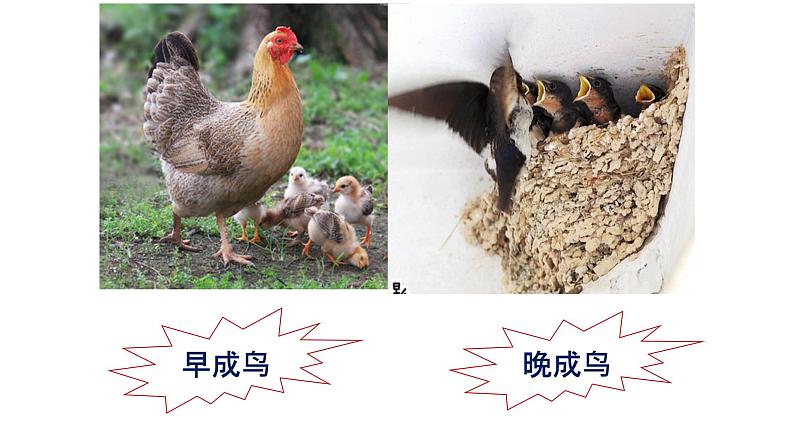 苏科版八上生物 20.2《动物的发育》课件07