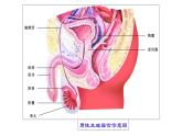 苏科版八上生物 21.1《人的生殖》课件