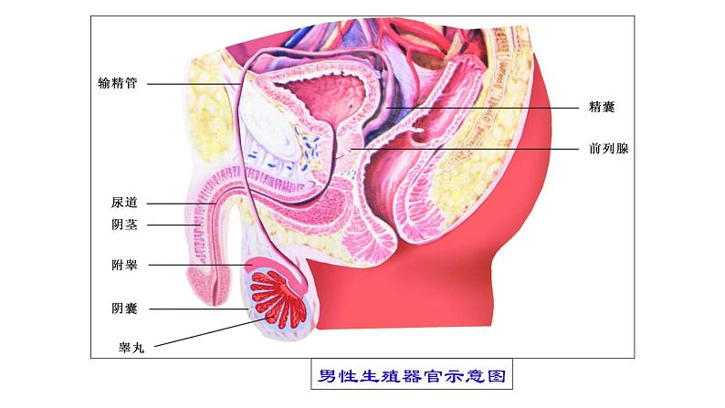 苏科版八上生物 21.1《人的生殖》课件05