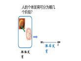 苏科版八上生物 21.2 《人的个体发育》课件