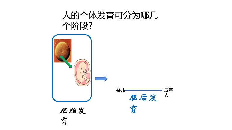 苏科版八上生物 21.2 《人的个体发育》课件04