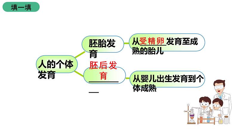 苏科版八上生物 21.2 《人的个体发育》课件05