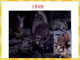 北京版生物八年级上册 9.2 动物的行为 课件