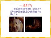 北京版生物八年级上册 9.2 动物的行为 课件